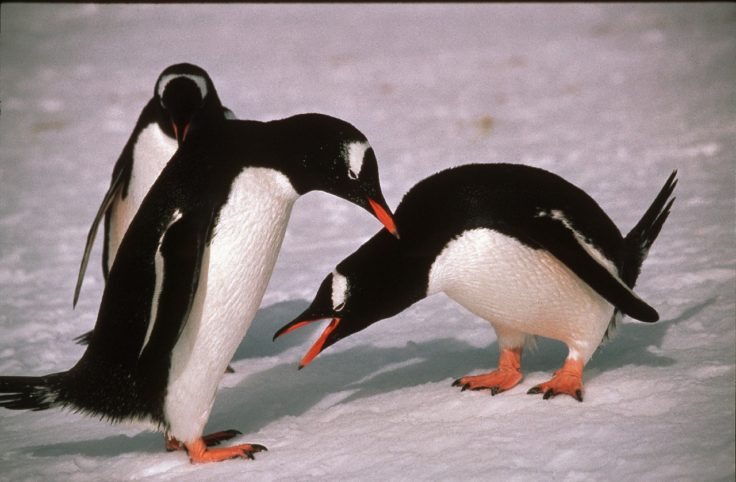 Gentoo Penguin (Pygoscelis papua) pair courtship display