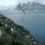 Black-browed Albatross colony (Thalassarche melanophrys) at Colony Q1 on Bird Island. Black-browed Albatrosses feed on Krill, fish and squid and tend to forage around the edge of the continental shelf of South Georgia.
