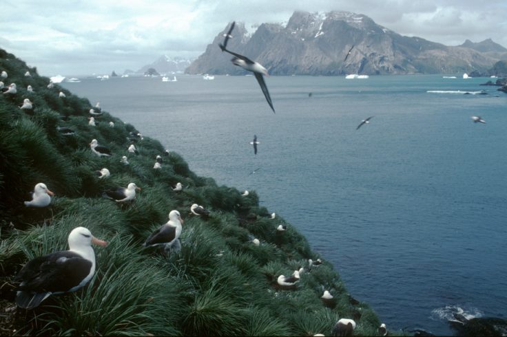 Black-browed Albatross colony (Thalassarche melanophrys) at Colony Q1 on Bird Island. Black-browed Albatrosses feed on Krill, fish and squid and tend to forage around the edge of the continental shelf of South Georgia.