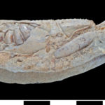 Parts of a lobster (Glyphea australensis) from James Ross Island. (Scale bar = 1 cm)