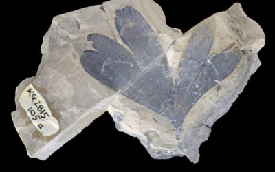 http://www.antarctica.ac.uk/images/in_pictures/fossils.php