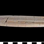 The bullet shape remains of a type of extinct squid (Belemnopsis alexandri) from Alexander Island. (Scale bar = 1 cm)