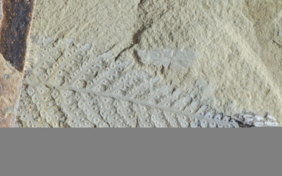 A fern fossil (Lophosoria cupulatus) from Snow Island. (Scale bar = 1 mm)