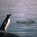 A bird sitting on top of a body of water.