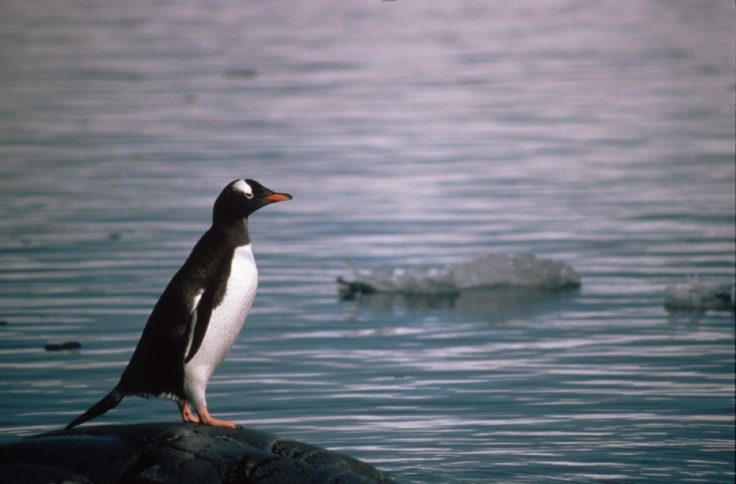 A bird sitting on top of a body of water.
