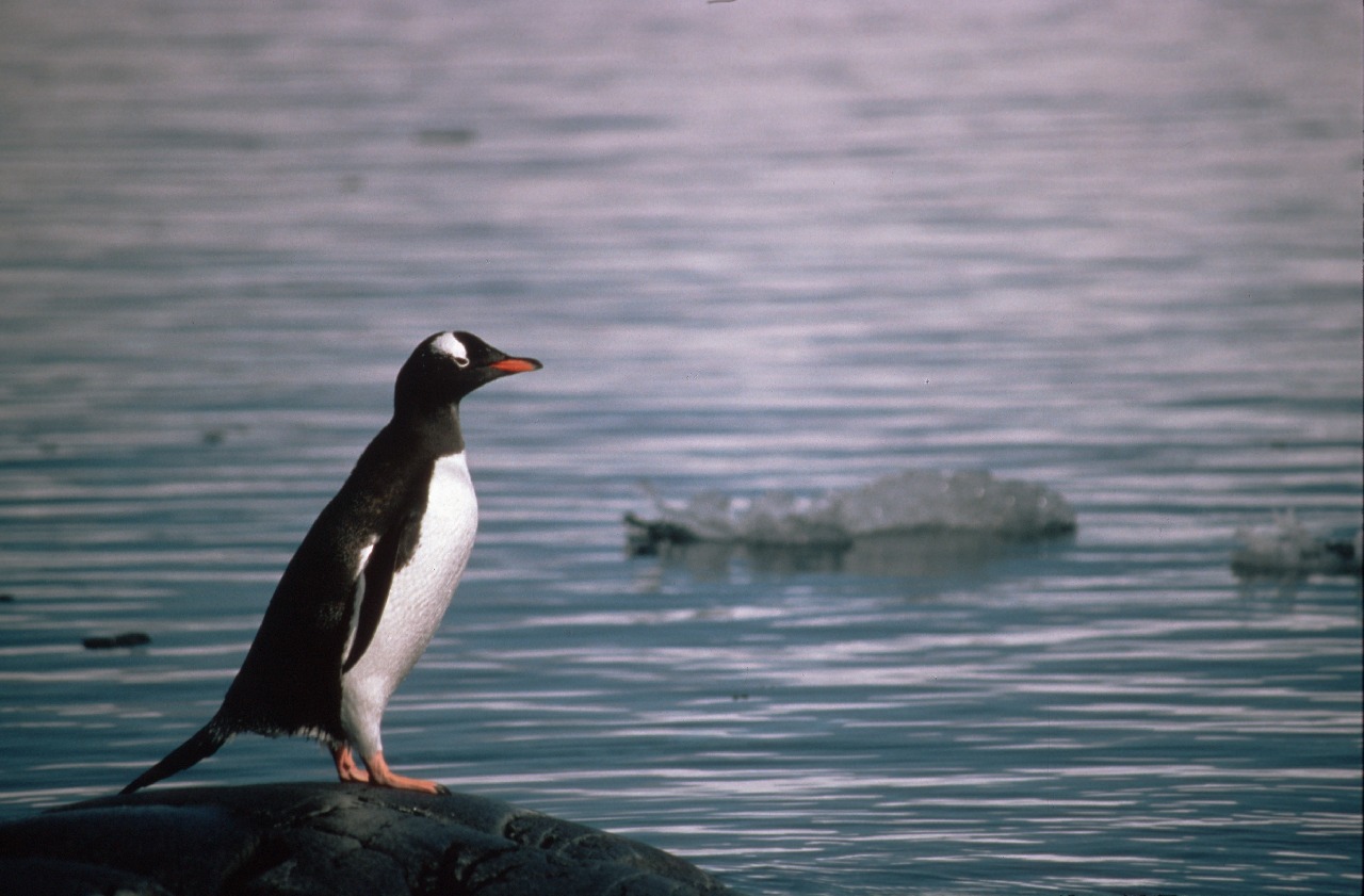 A bird sitting on top of a body of water.