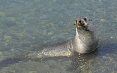 An animal swimming in the water.