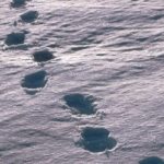 A large body of water.