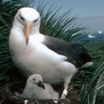 A bird standing in front of a body of water.