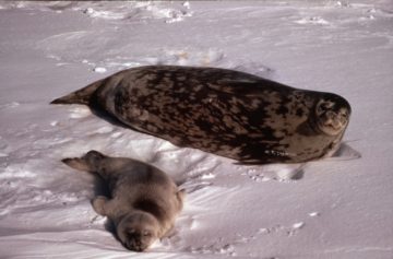 A seal lying in the snow.