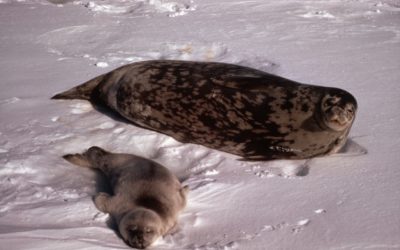 A seal lying in the snow.