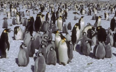 A penguin standing in front of a crowd.