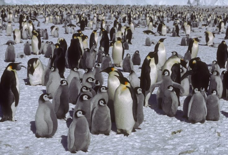A penguin standing in front of a crowd.