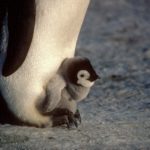 A penguin chick standing on it's parent's feet