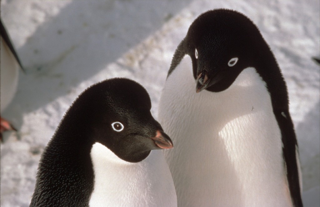  Adelie Penguins pair (Pygoscelis adeliae)
