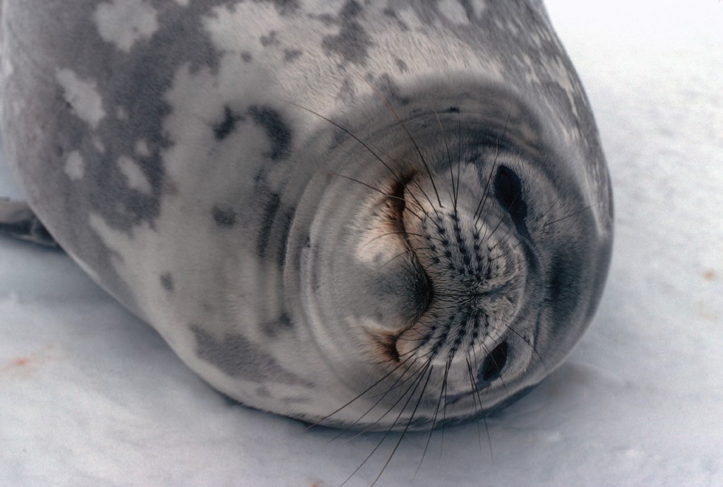 Weddell Seal (Leptonychotes weddellii).  Weddell seals are the most southerly of the Antarctic seals, and are normally found on fast ice within sight of land.