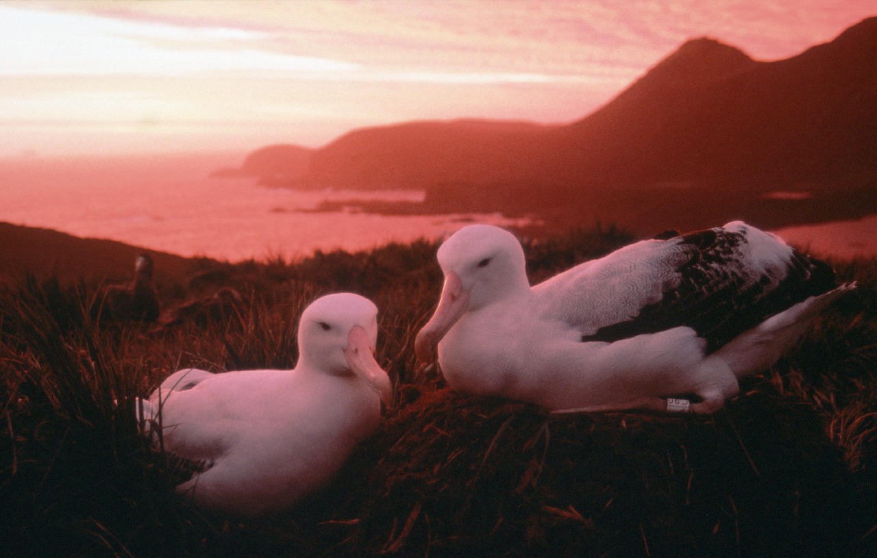 Two large birds (wandering albatrosses) sat on a nest, with mountains in the background