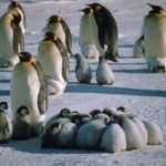 A flock of penguins