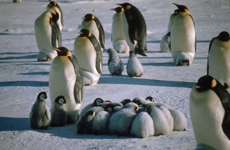 A flock of penguins
