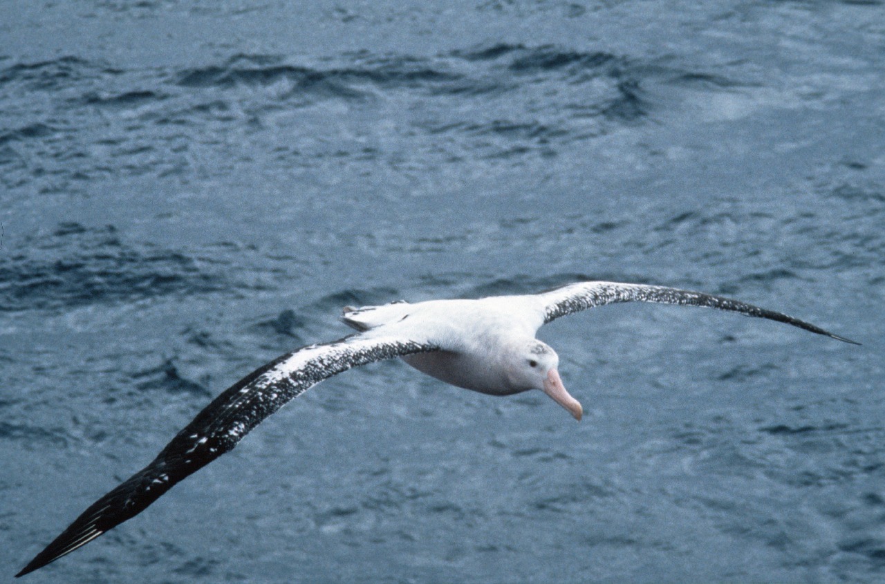 A bird flying over a body of water.