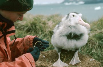 A person and a seabird