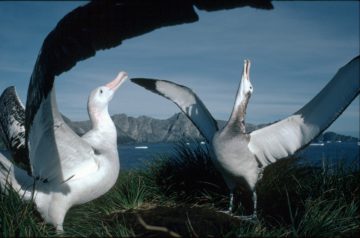 A flock of seagulls standing next to a body of water.