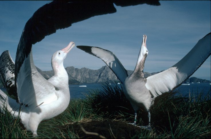 A pair of Wandering albatrosses displaying during a courtship ritual at a study site on Bird Island, South Georgia. British Antarctic Survey scientists have confirmed a steady decline in the albatross population on Bird Island, probably as a result of drowning when their beaks catch on baited fish hooks.