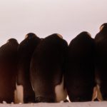 A group of penguins from behind