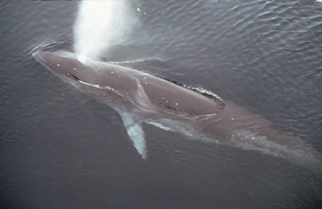 Minke Whale blowing ( Balaenoptera acutorostrata )