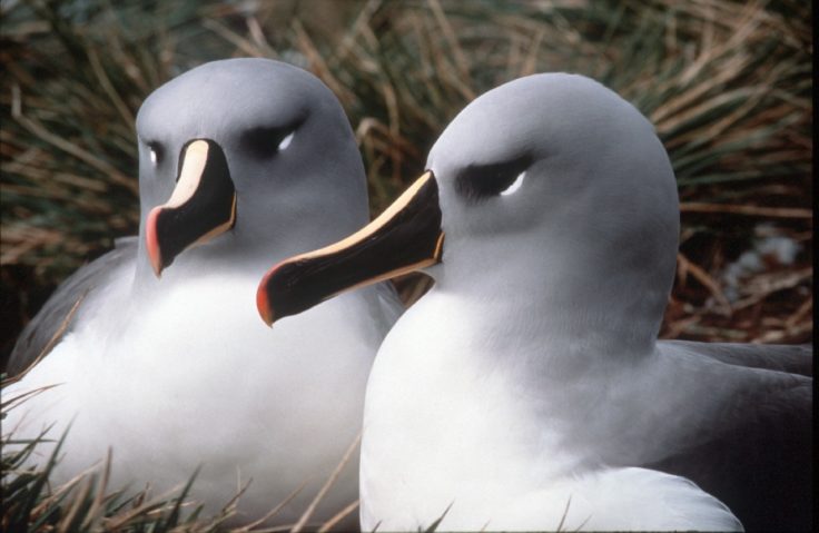 A close up of two birds