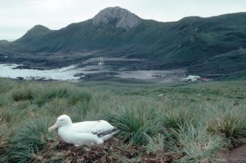A bird standing in front of a body of water.