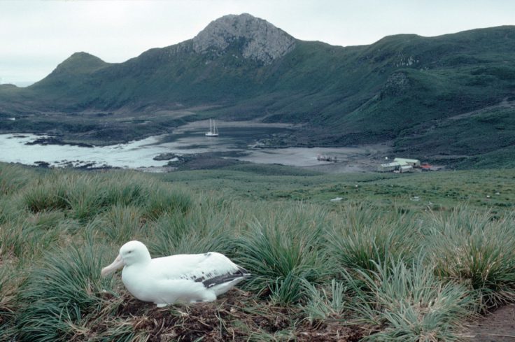 A bird standing in front of a body of water.