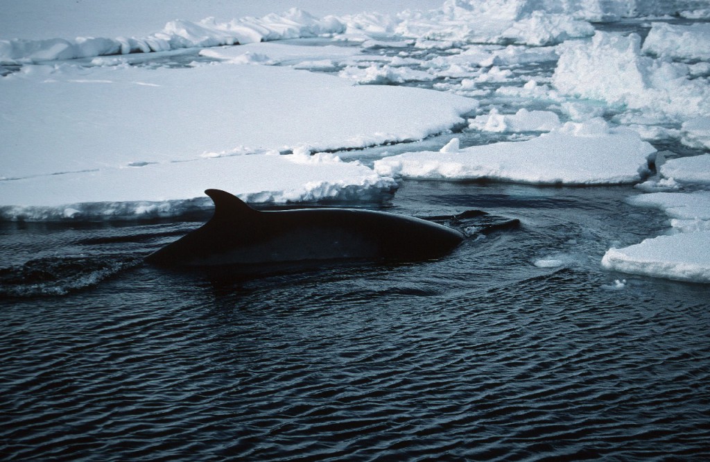 Minke Whales