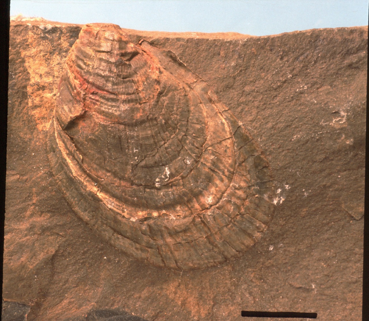 A close up of a desert.