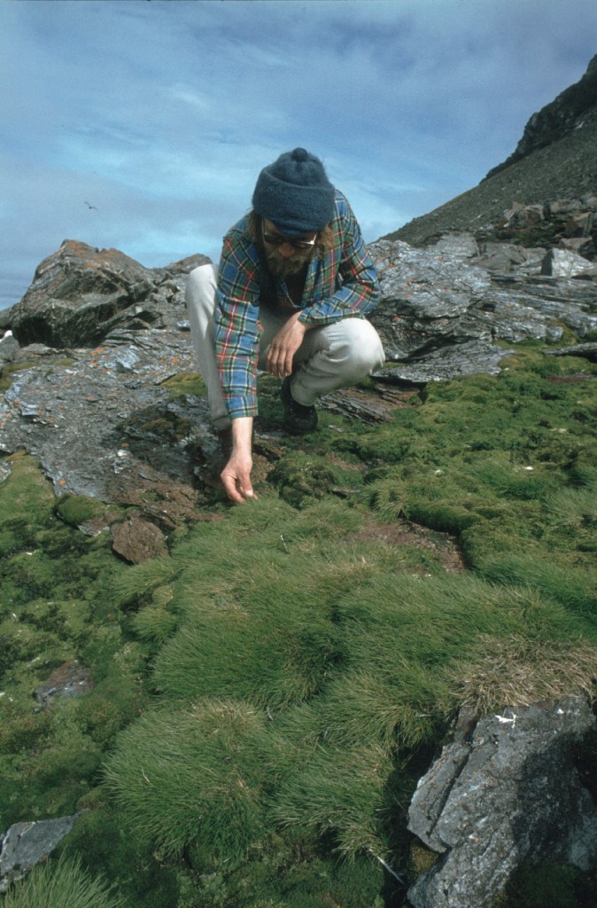Antarctic hair grass, Deschampsia antarctica, on moist sheltered hillside near penguin colony, Shingle Cove. 