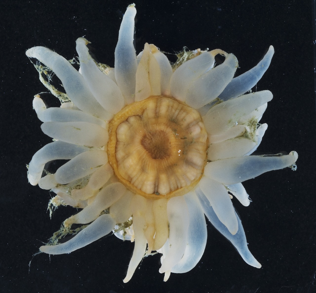 A close up of a flower.