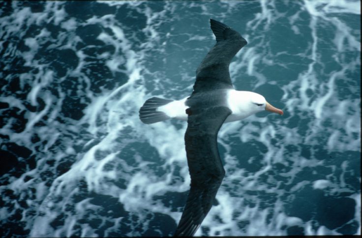 A bird swimming in water.