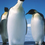 Public information leaflet_Antarctic Penguins_thumbnail