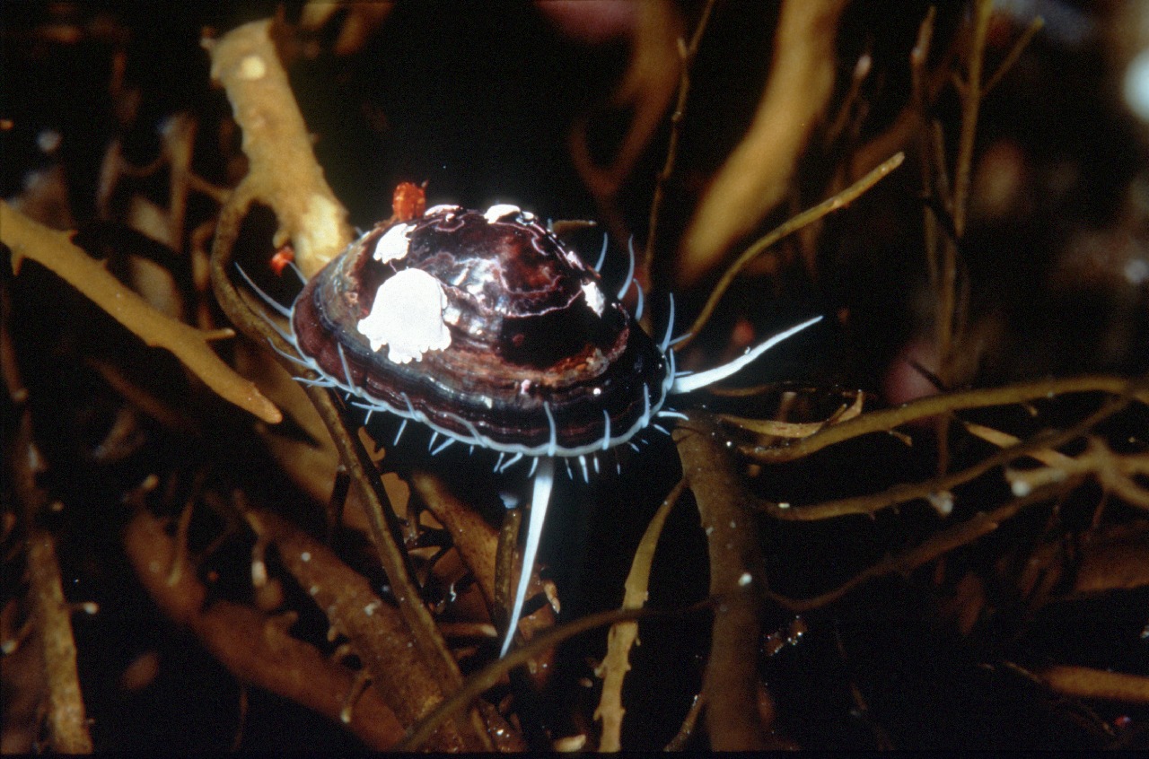 A close up of an animal.