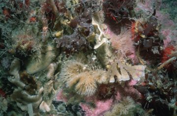 Underwater view of a coral.