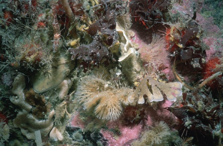 Underwater view of a coral.