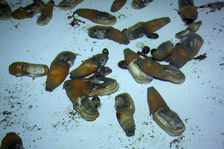 A group of fish in the water.