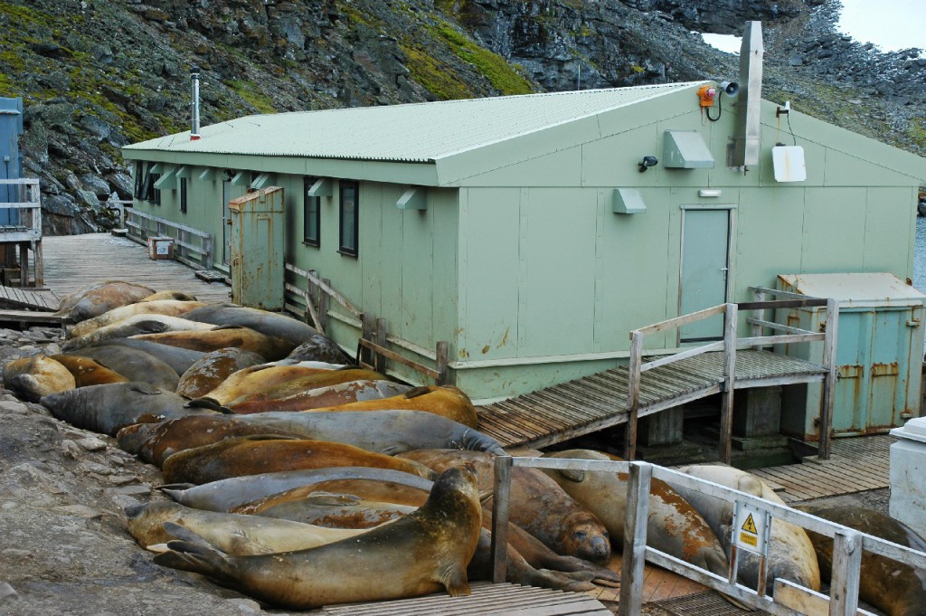 Elephant seals (Mirounga leonina) behind the main building at Signy Research Station