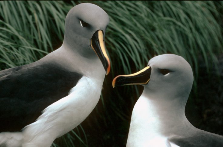 Pair of Grey-headed Albatrosses (Thalassarche chrysostoma) in colony A, Bird Island