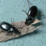 A insect on the ground.