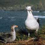 A bird standing in front of a body of water.