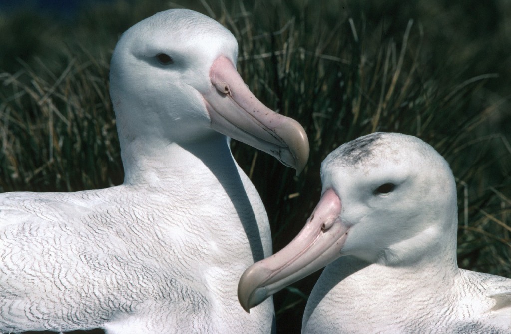 Wandering albatross pair, nesting on Bird Island, South Georgia
