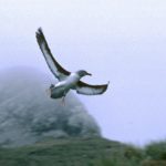 A bird flying in the air.