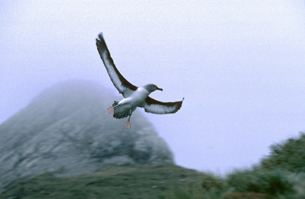 A bird flying in the air.