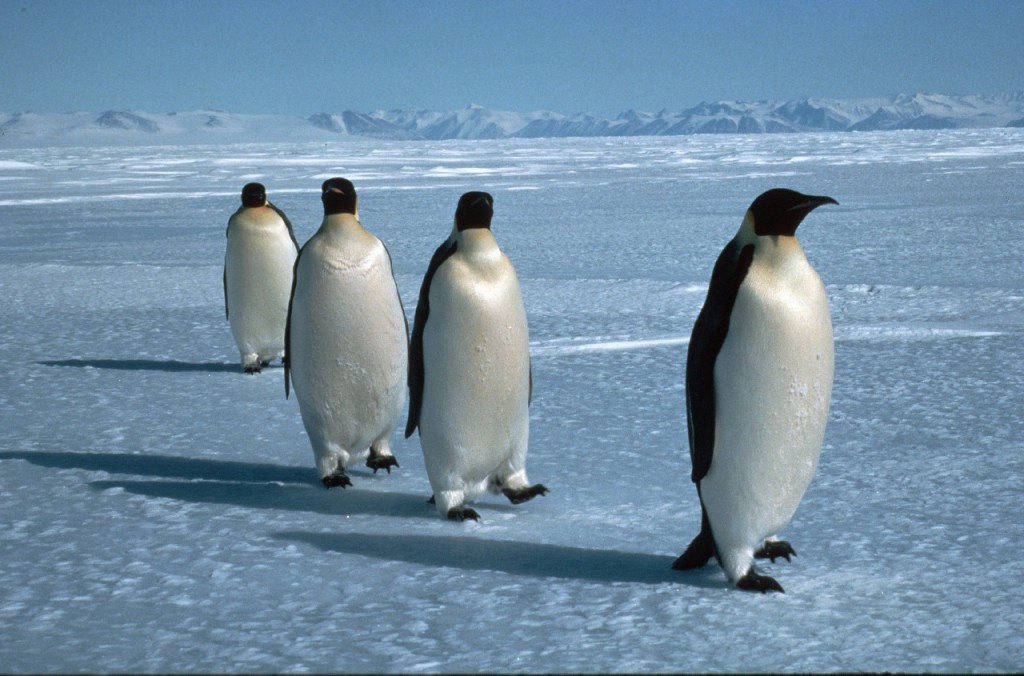Emperor penguins (Aptenodytes forsteri) walking in a line over sea ice